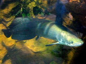 What is Arapaima