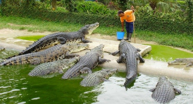 What are African Alligators