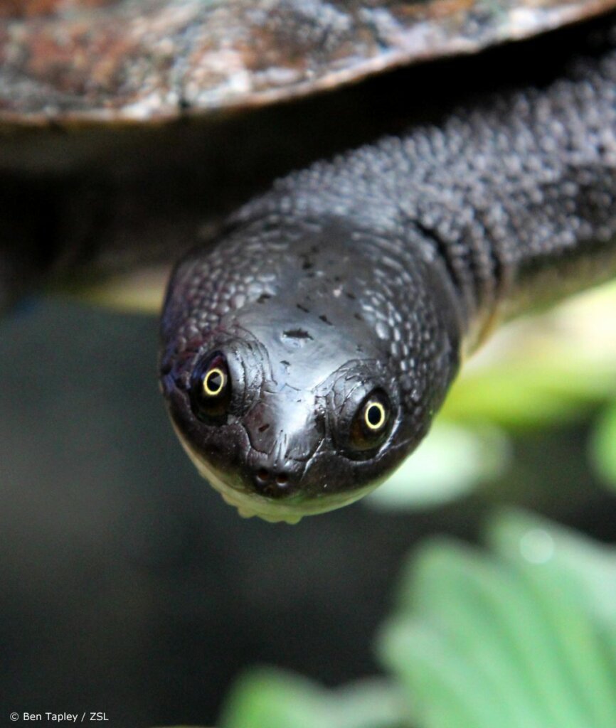 Snake-Necked Turtle