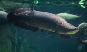 What Is Arapaima