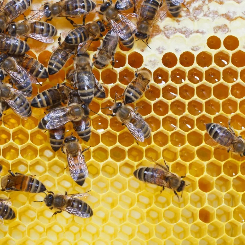 Guide to Beekeeping