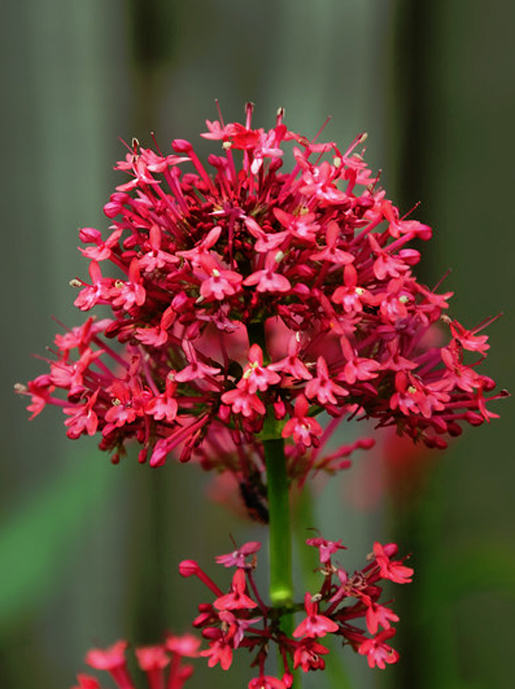 Red valerian (Centranthus ruber)