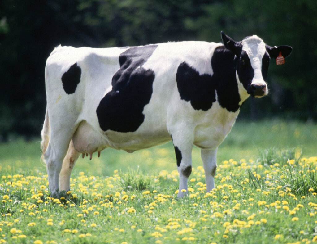 All About COW