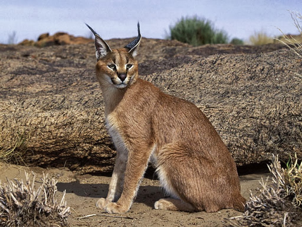 Caracal Wolves