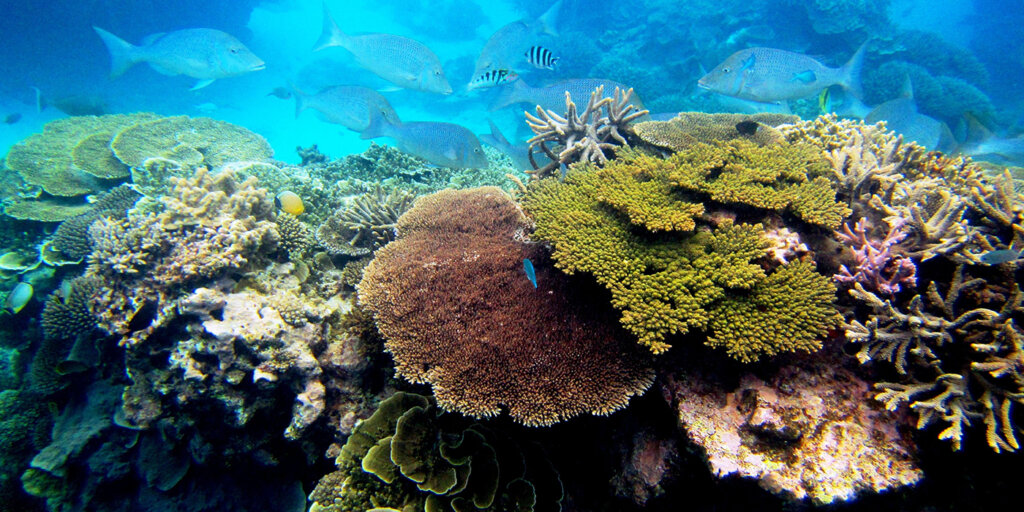Coral Reefs and Sea Anemones