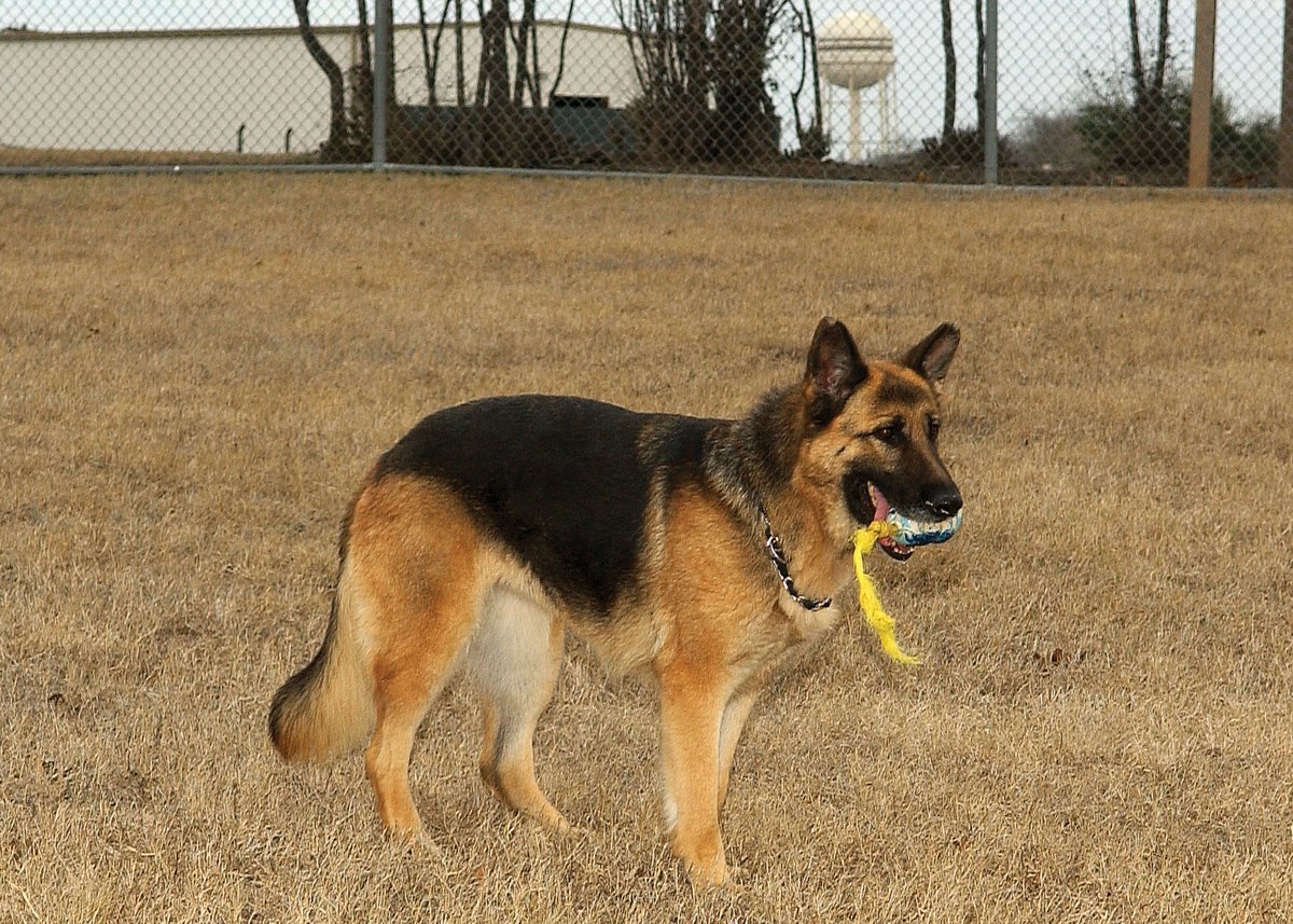 german shepherds for adoption