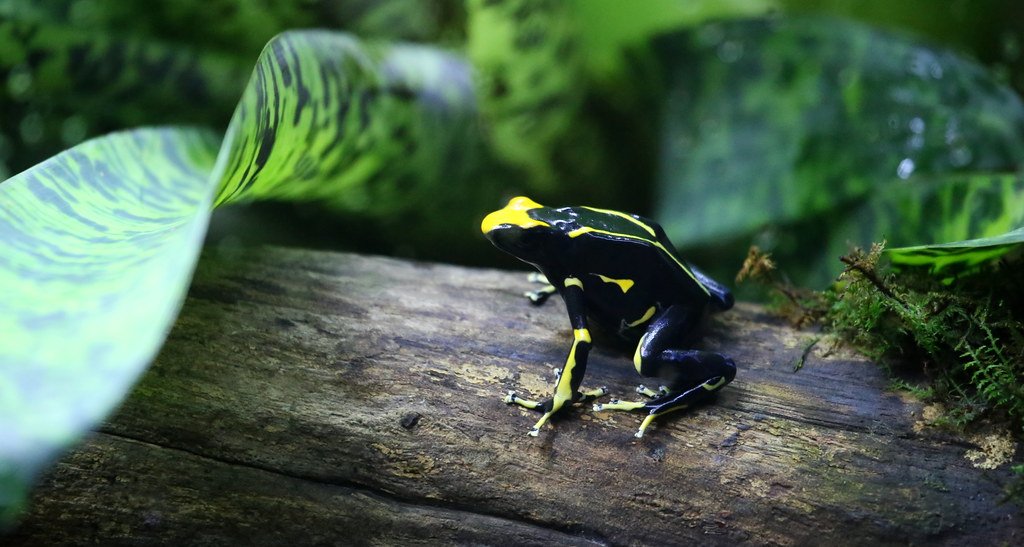poison frogs in florida