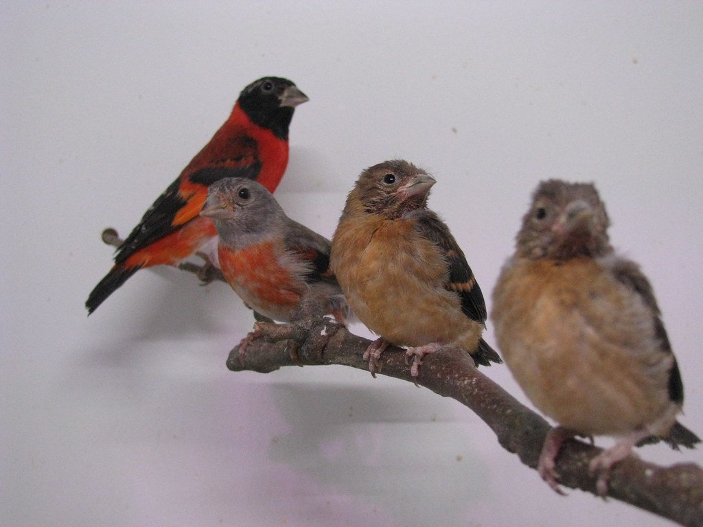 What is Red Siskin?