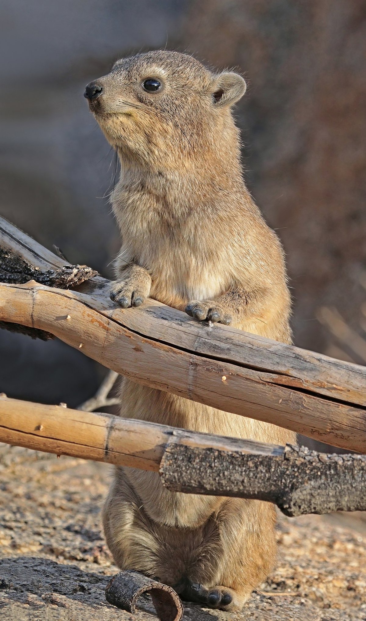 How is a Rock Hyrax related to an elephant?