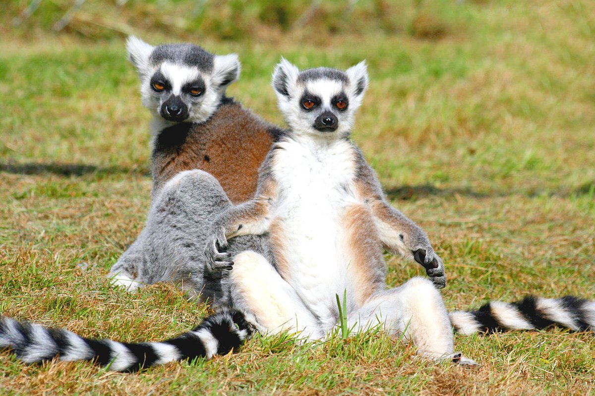 ring-tailed lemur facts