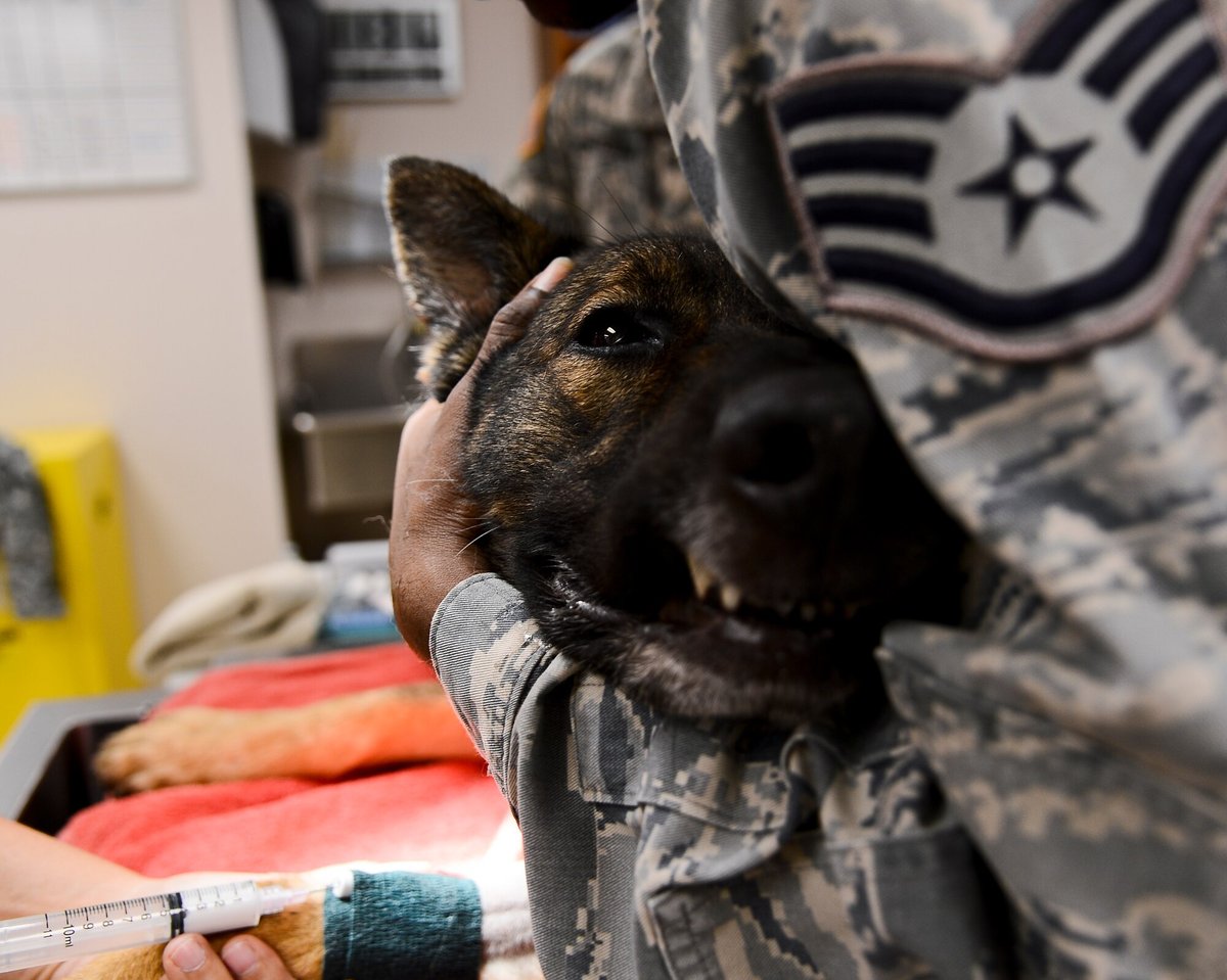 dogs with kidney disease diet