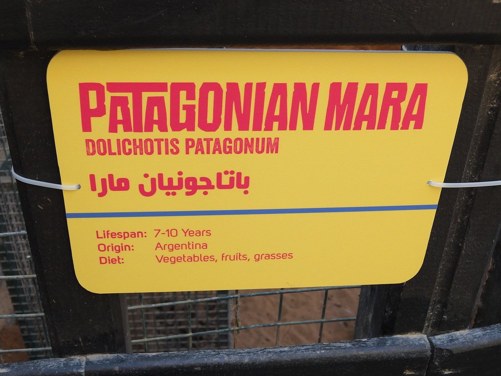 patagonian mara diet