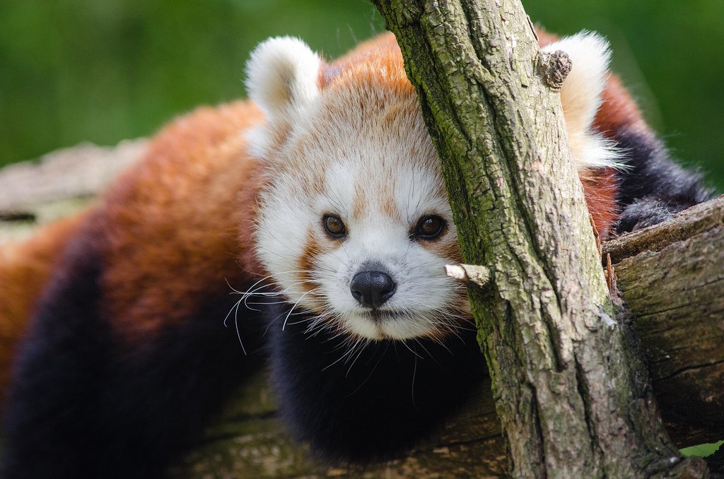 Is a red panda rare?