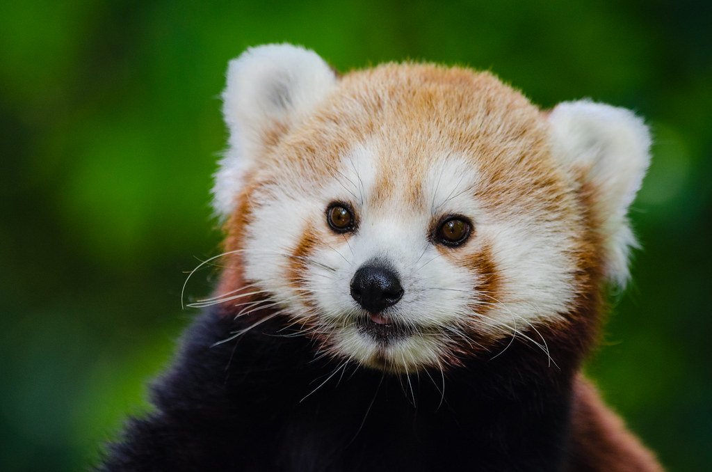 What are 5 interesting facts about red pandas?