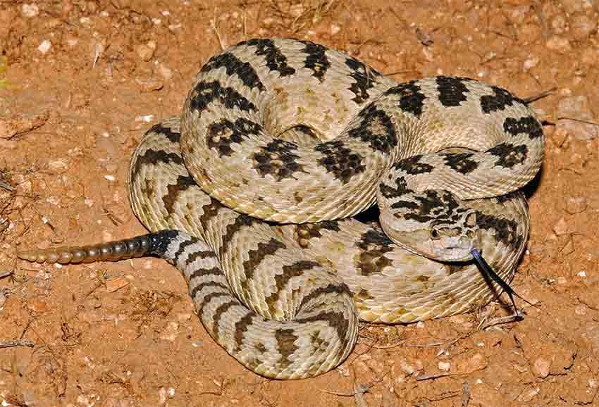 Guide to Rattlesnakes