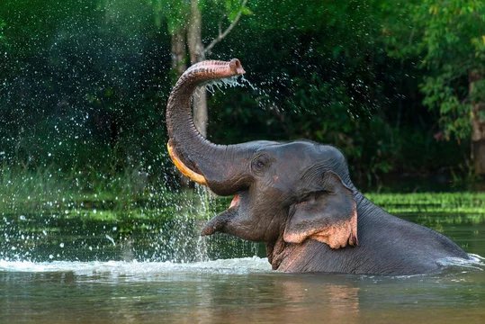 Asian Elephant
