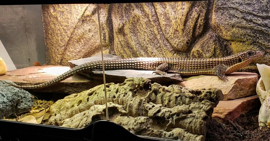 African Plated Lizards