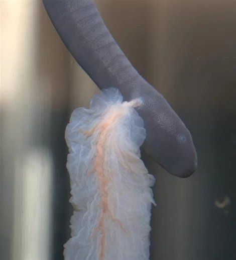 Aquatic Caecilian Fish