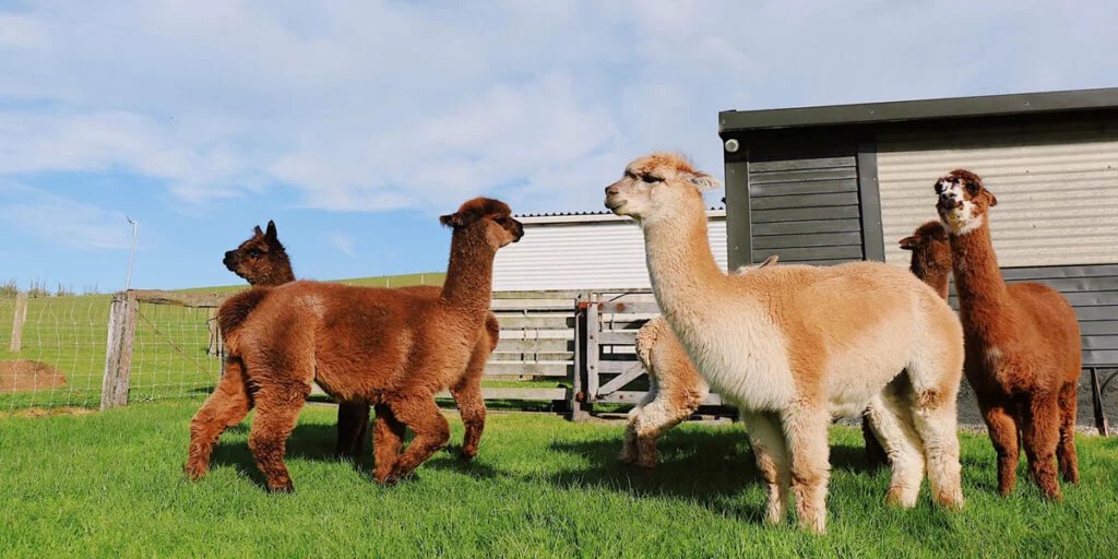 Alpaca Farm