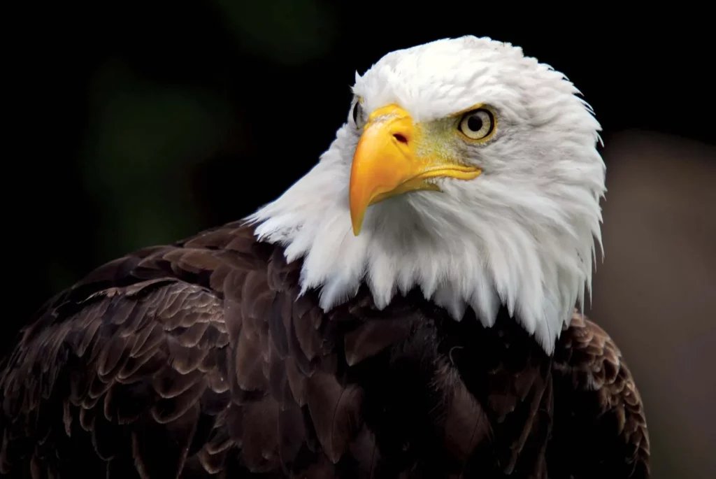 bald eagle 