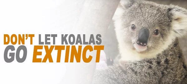 Don't Let Koalas Go Extinct!