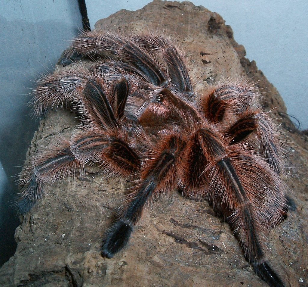 Chilean Rose Tarantulas: A Unique and Loud Species of Scorpions