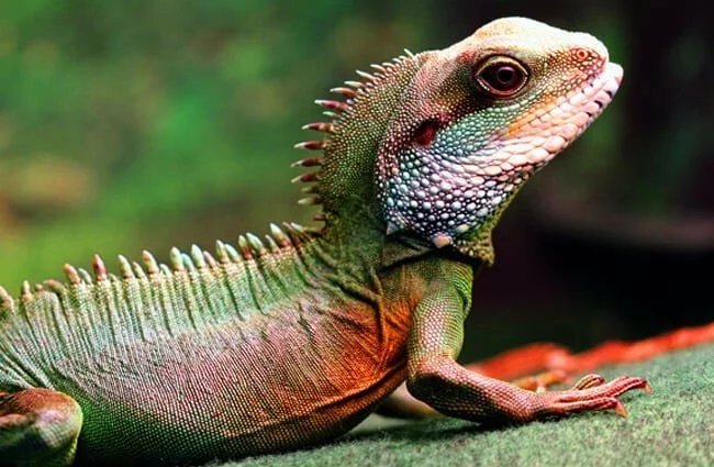 Asian Water Dragon