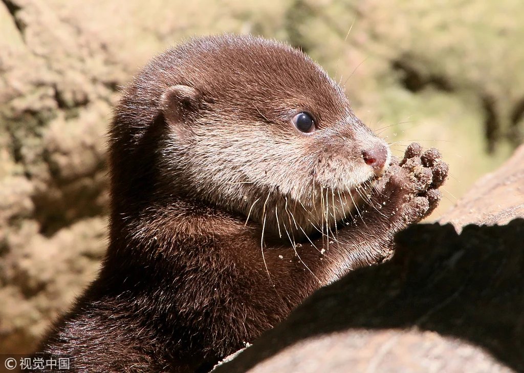 Asian Small-Clawed Otter