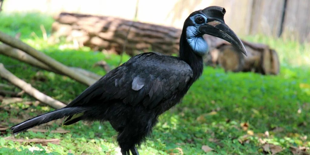 Abyssinian Ground Hornbill
