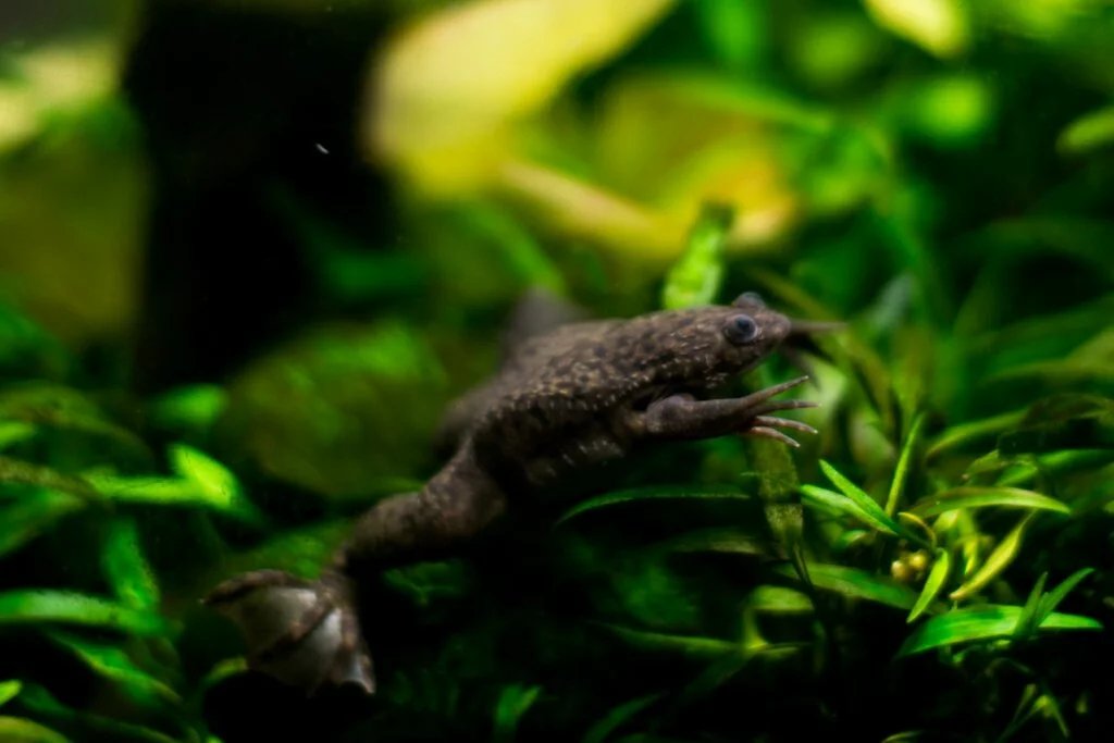 the african clawed frog