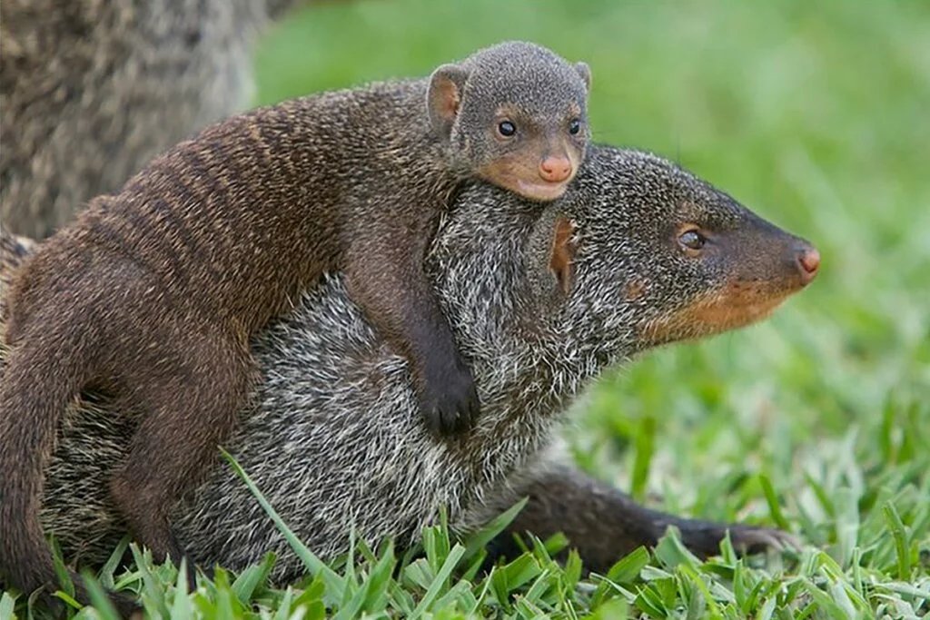 Banded Mongoose