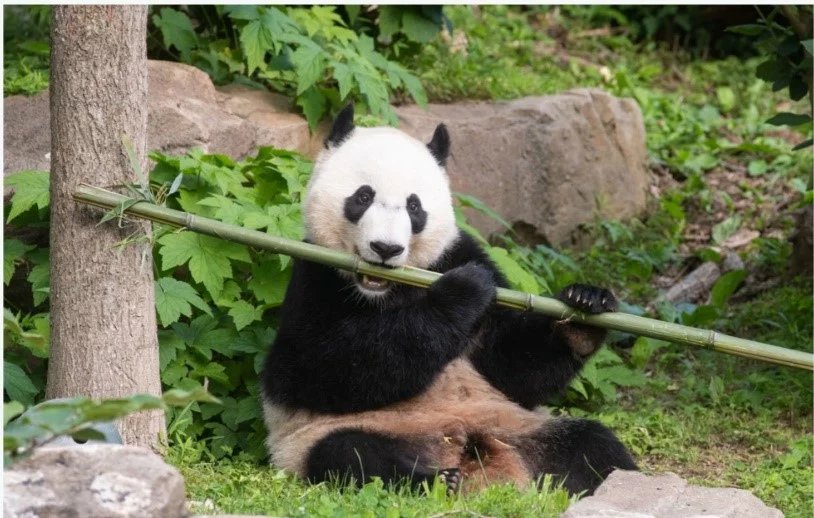 Panda Bear