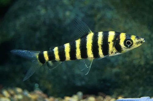 Banded Leporinus