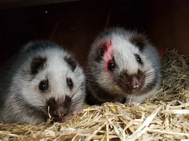 Northern Luzon giant cloud rat