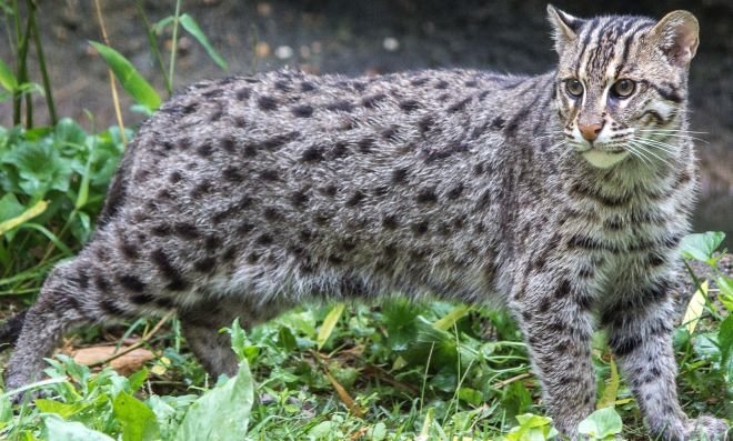 What is FISHING CAT?