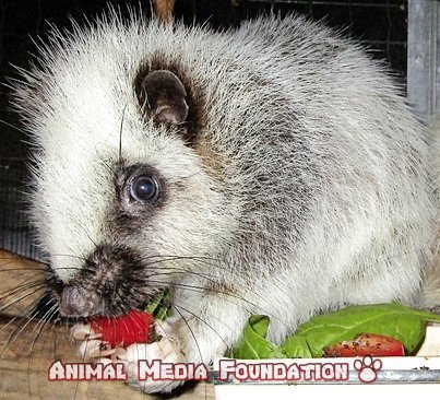 Northern Luzon giant cloud rat