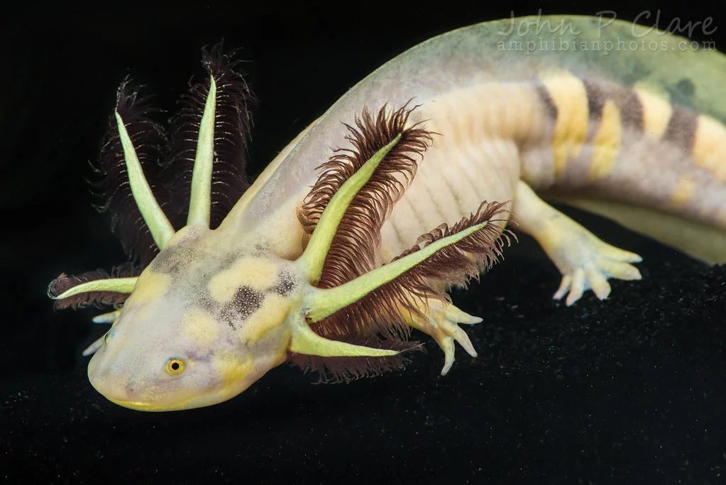 Barred Tiger Salamanders