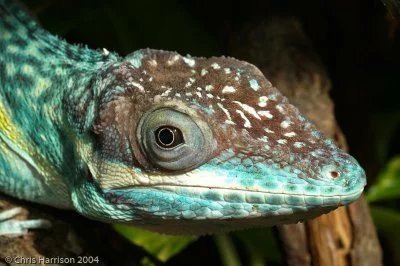 Smallwood's anole lizard
