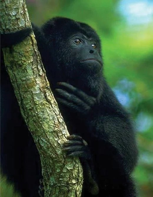 Black Howler Monkey