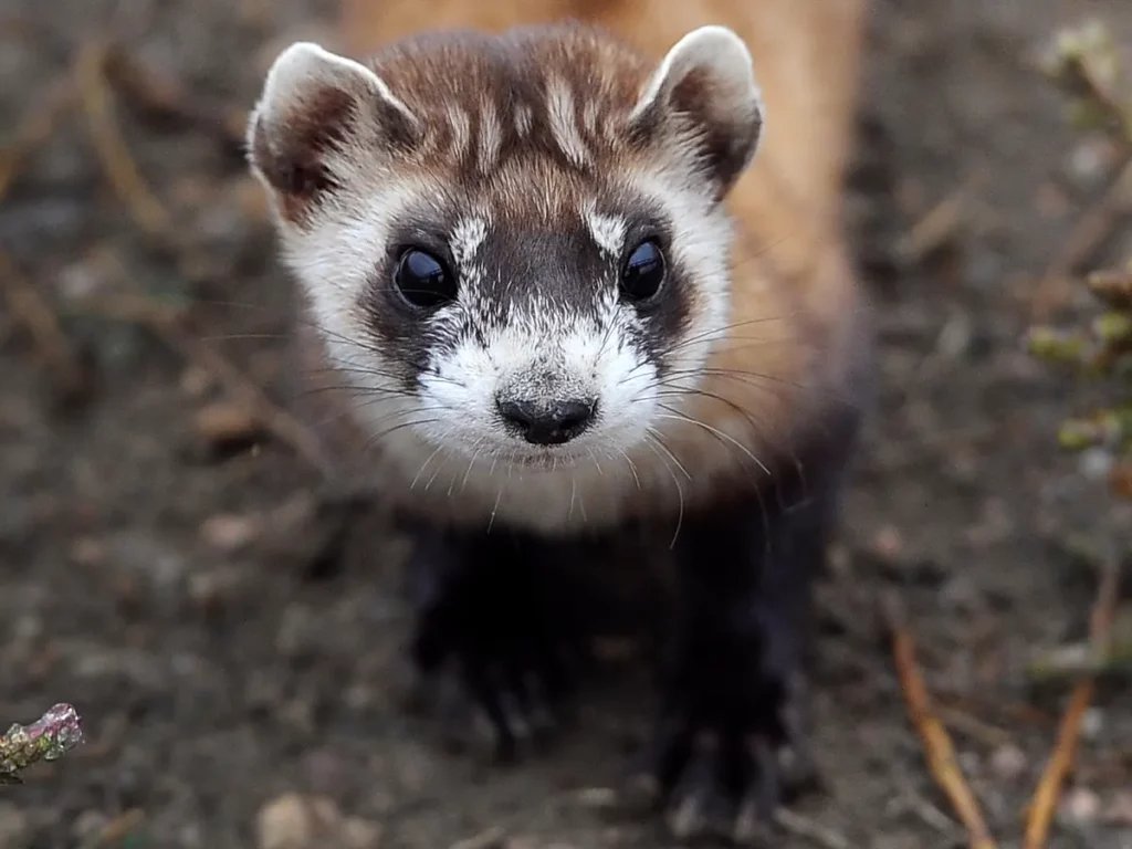 Black-Footed Ferrets