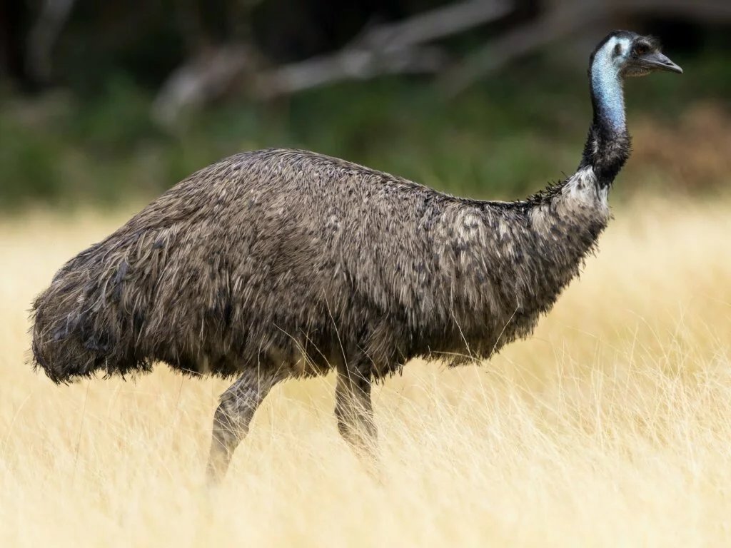 Greater Rhea