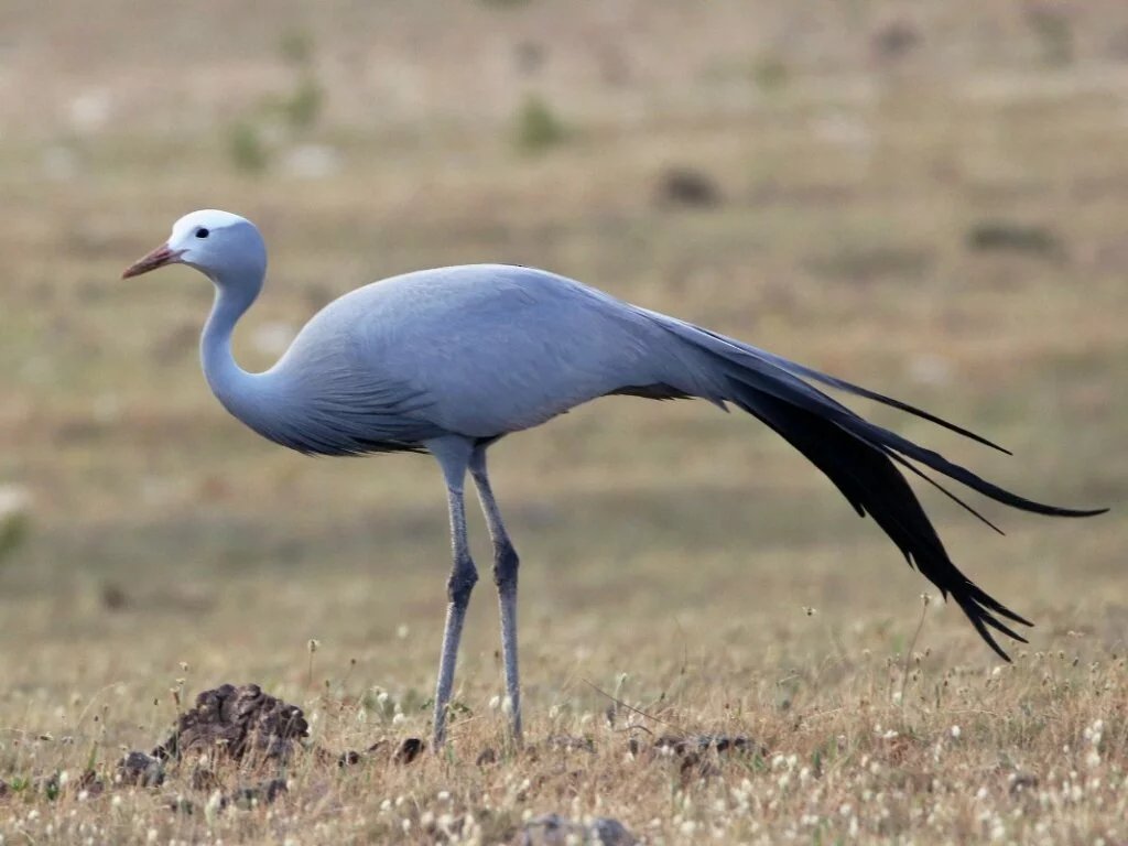 HOODED CRANE