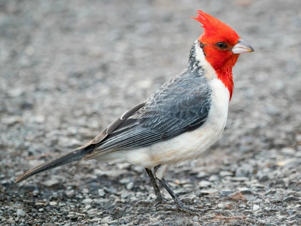 What do red-crested cardinals eat?