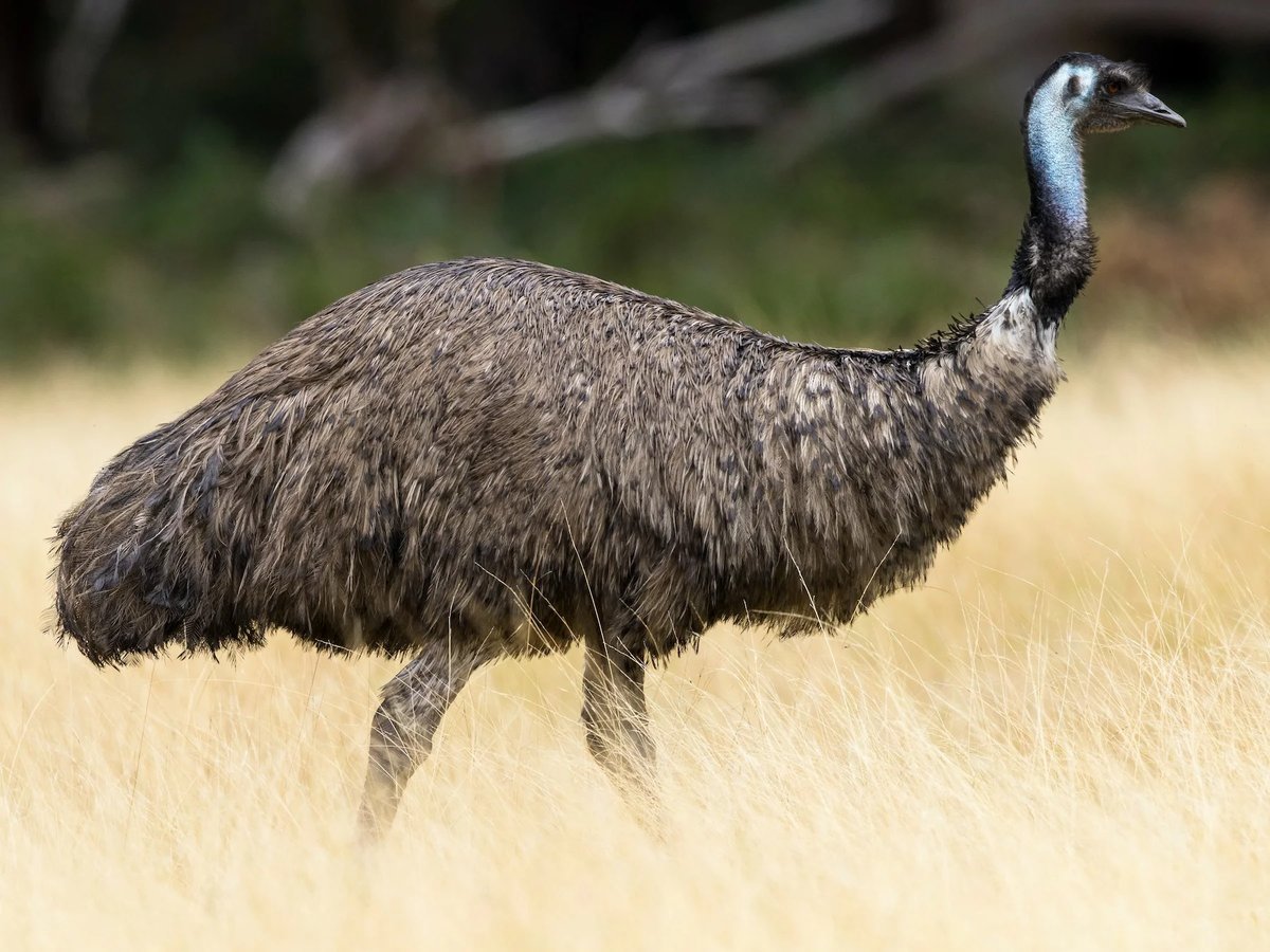 All About Emu!