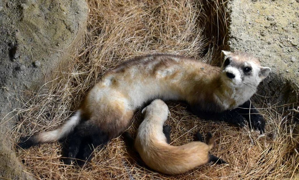 Black-Footed Ferrets