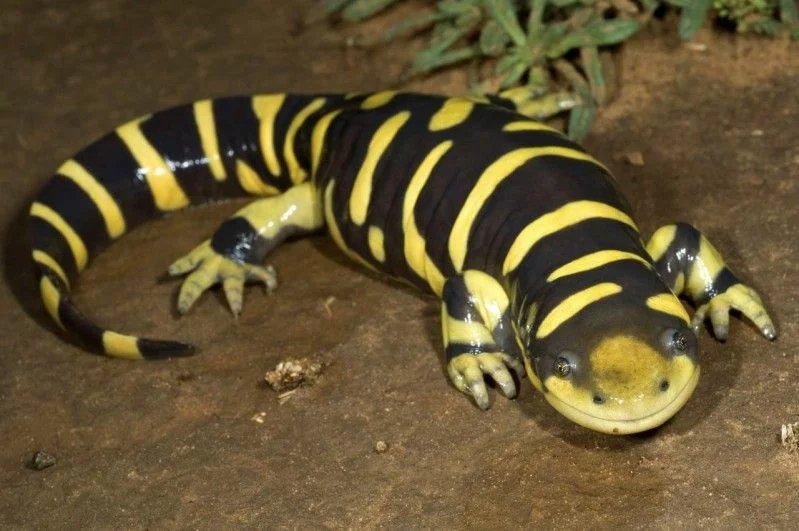 Barred Tiger Salamanders