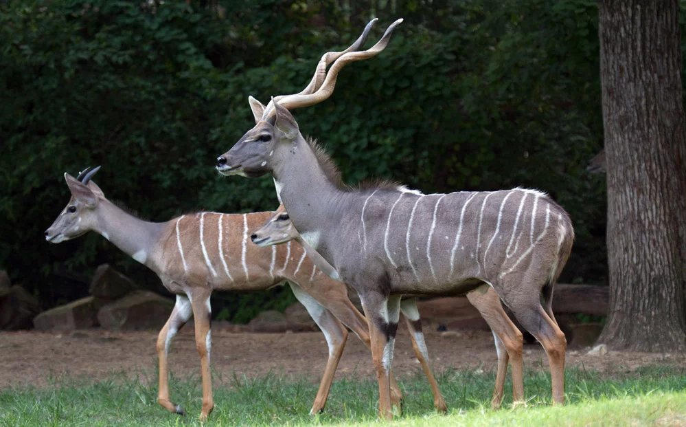 Lesser Kudu