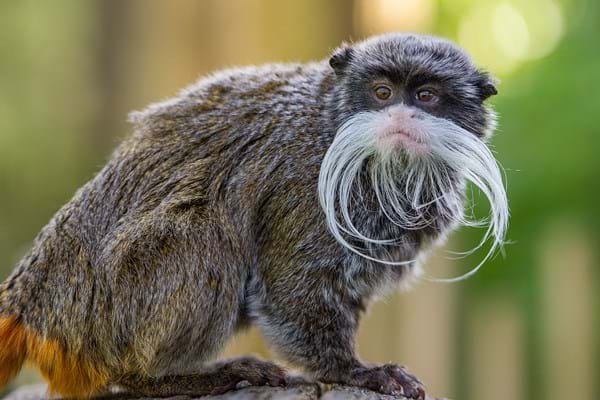 Emperor Tamarin