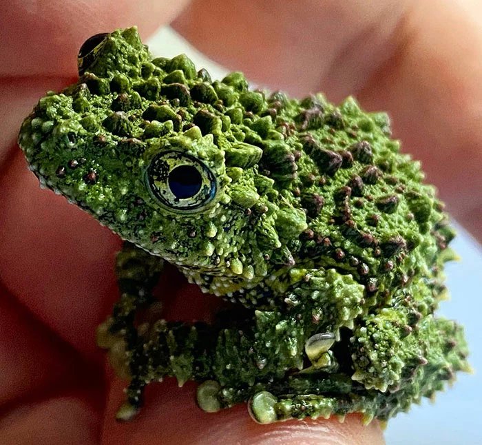 interesting facts about Vietnamese mossy frog