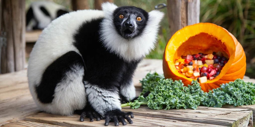 Black-and-White Ruffed Lemur